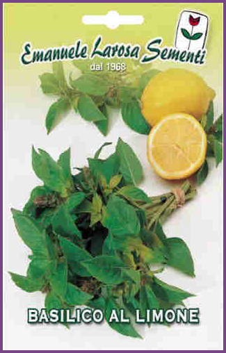 Basilic Citron:Variété de Plante aromatique à usage culinaire,parfumée d’origine Italienne