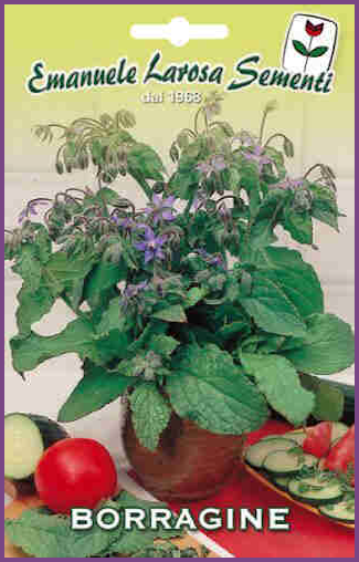 Bourrache:Variété de Plante aromatique à usage culinaire ou médicinale,Fleur comestible.