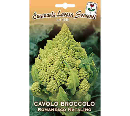 Chou Brocoli Romanesco