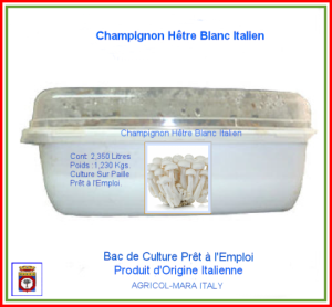 Kit Bac de Culture du Champignon Blanc du Hêtre 2,350 Litres