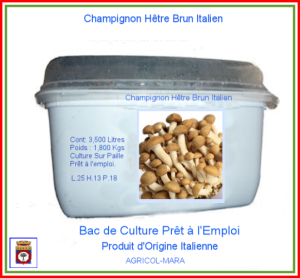 Kit Bac de Culture du Champignon Brun du Hêtre 3,500 Litres