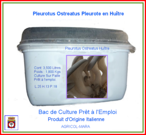 Kit Bac de Culture Pleurote Grise en Huître 3,500 Litres.