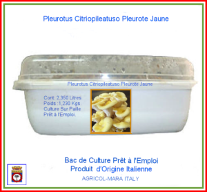 Kit Bac de Culture Pleurote Jaune Italienne 2,350 Litres