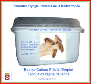 Kit Bac de Culture Pleurote du Panicaut du Sud 3,500 Lit