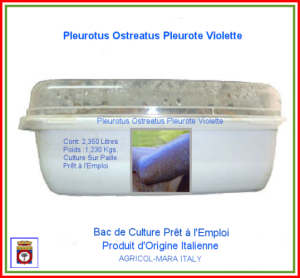 Kit Bac de Culture de Pleurote Violette du Canada 2,350 Litres.