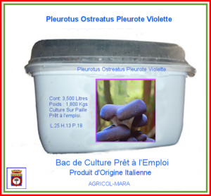Kit Bac de Culture de Pleurote Violette du Canada 3,500 Litres