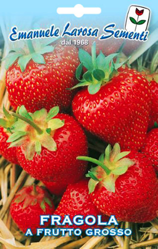 Fraisier Remontant  Trs Gros Fruit Rouge Vif