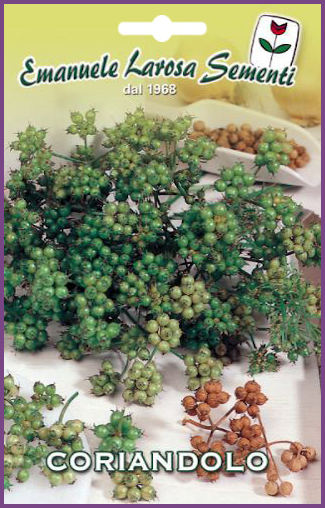 Coriandre d'Italie:Variété de Plante aromatique à usage culinaire,parfumée d’origine italienne