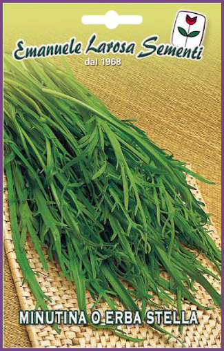 Corne de Cerf:Plante annuelle de petite hauteur  de 8 à 10 cm.de couleur vert foncé.