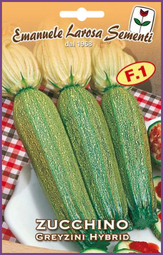 Courgette Hybride Italienne