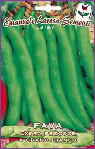 Fève à Longue Précoce:Variété de fève grosse graines blanches d'origine italienne Précoce
