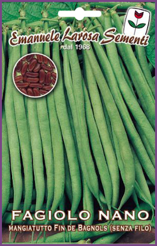 Haricot Vert Bagnols:Variété  naine de haricot vert à graines noires  sans fil