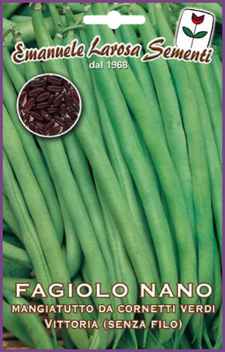Haricot Vert Nain Mange tout à Graine Noire Qualité Supérieure