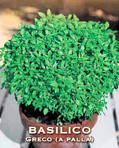Graines De Basilic Grec Bascuro - Feuilles Fines, Compact, Pour Pot Et Balcon