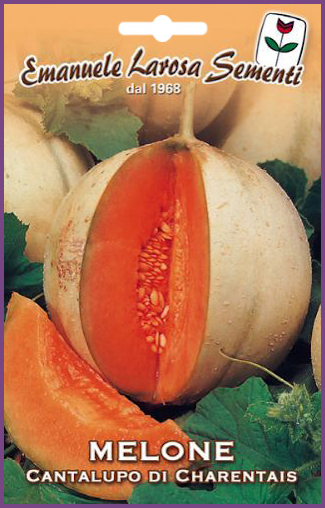 Melon Cantaloup de Charente à Chair Orangée Sucrée