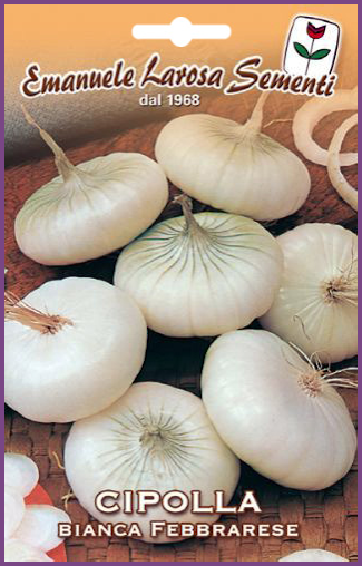 Oignon Blanc Plat:Gros bulbes plats blanc