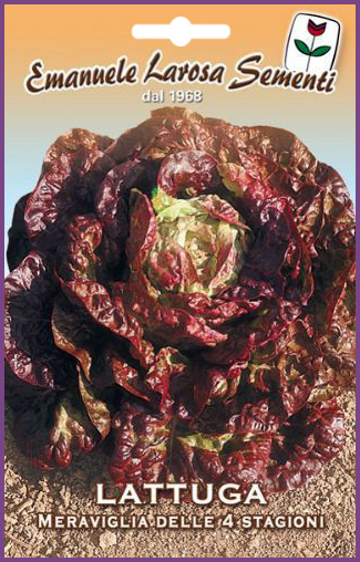 Laitue Rouge Merveille des 4 Saisons:Variété de salade laitue exceptionnelle rouge