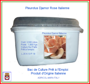 Pleurote Rose Italienne 3,500 Litres