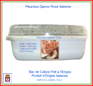 Pleurote Rose Italienne 2,350 Litres