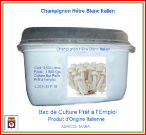 Kit Bac de Culture du Champignon Blanc du Hêtre 3,500 Litres.