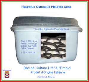Kit Bac de Culture Pleurote Grise Cendrée 3,500 Litres.