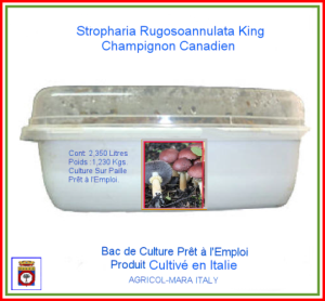Champignon King Canadien 2,350 Litres