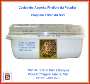 Kit Bac de Pholiote du Peuplier Pioppino Culture 2,350 Litres
