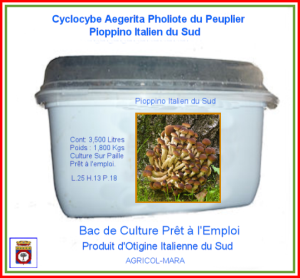Kit Bac de Culture Pholiote du Peuplier Pioppino 3,500 Litres.