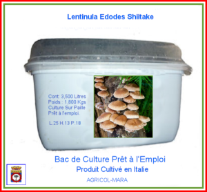 Kit Bac de Culture Lentinula Edodes Shiitake 3,500 Litres.